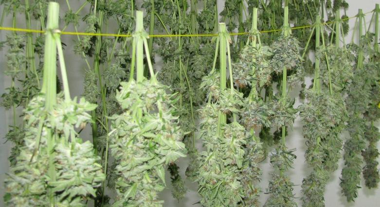 Drying cannabis