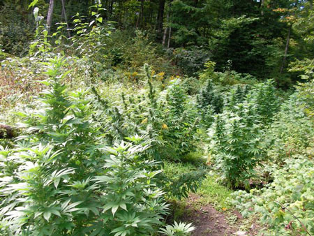 Growing marihuana outdoor