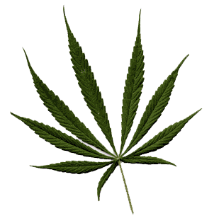 Sativa leaf