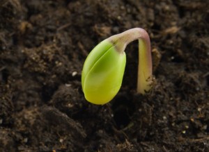 Planting cannbis seeds