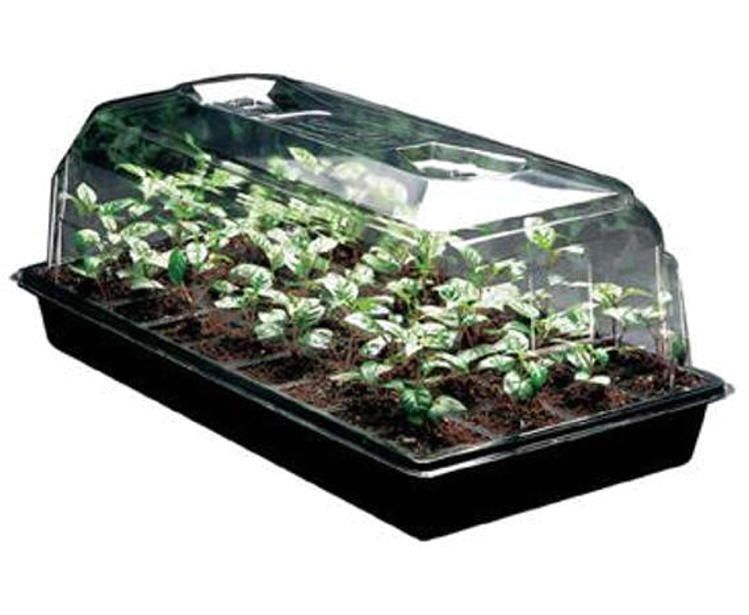 Growing cannabis seeds in a propagator