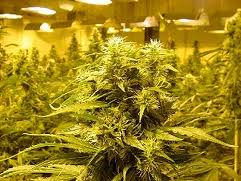 Indoor Cannabis growing 
