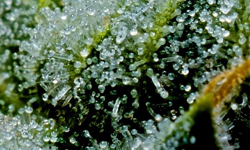 Trichomes