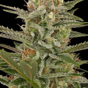 Amnesia Feminized