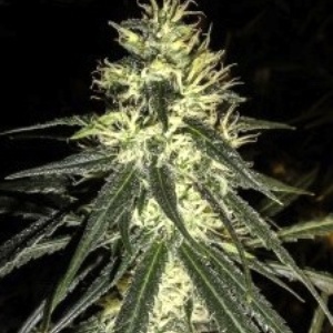 Amnesia Feminized