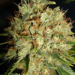 Big Bud Automatic