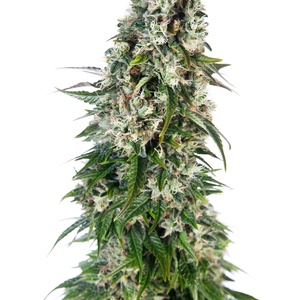 Big Bud Automatic