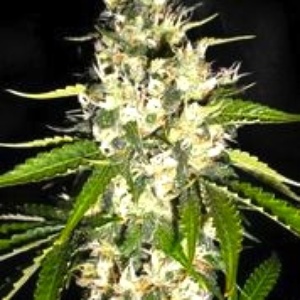 Black Gum Feminized