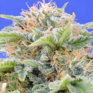 Black Gum Feminized