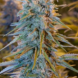 Blue Dream Feminized