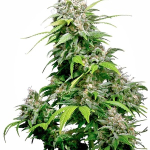 California Indica Feminized