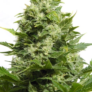 Cheese Feminized