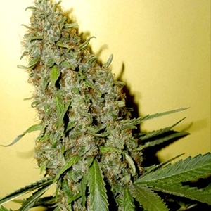 Cheese Feminized