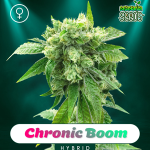 Chronic Boom