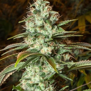 Diesel CBD Feminized