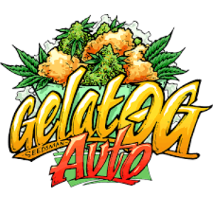 Gelat.OG Auto