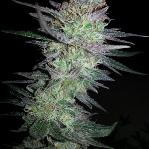 Girl Scout Cookies Feminized