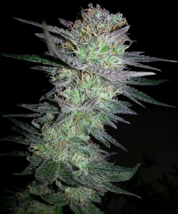 семена Girl Scout Cookies Fem