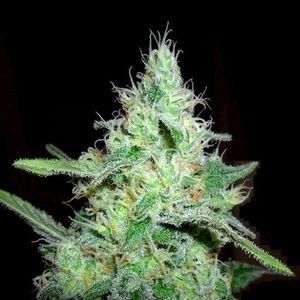 Hash Plant Feminized