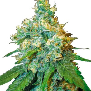 Jack Herer Feminized