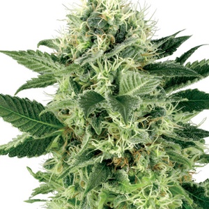 Northern Lights Feminized