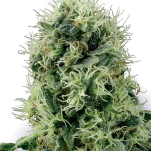 Pure Power Plant Feminized