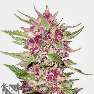 Purple Hulk Auto Feminized