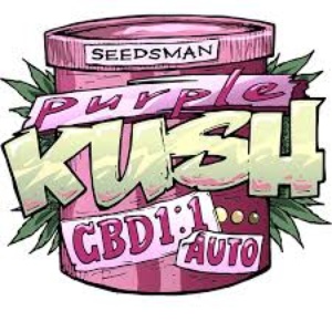 Purple Kush CBD 1:1 Auto