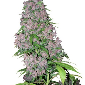 Purple Power Feminized