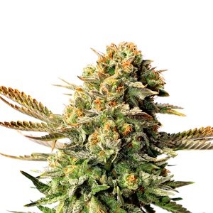 Skywalker OG - Cannabis seeds - SeedSpotter
