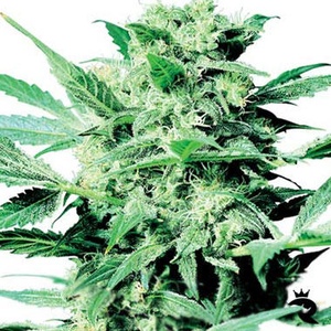 Shiva Skunk Feminized