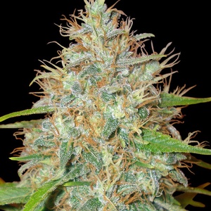 Skunk Kush Feminized