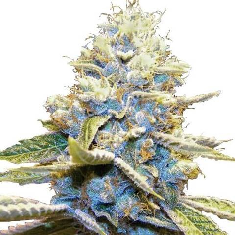 Skywalker OG - Cannabis seeds - SeedSpotter