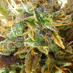 Sour Diesel