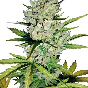 Super Skunk Automatic