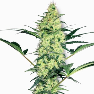 White Diesel Feminized