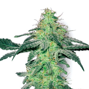 White Skunk Feminized