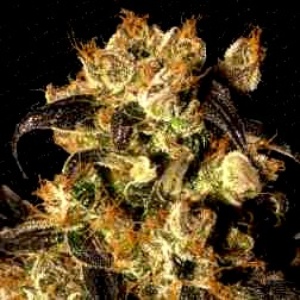 WhiteBerry Feminized