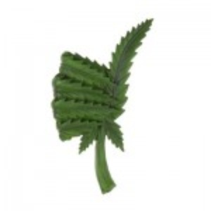 Leaf Cool Sign Magnet